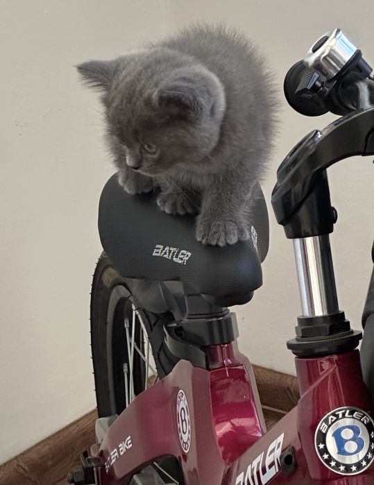 Котята Британские