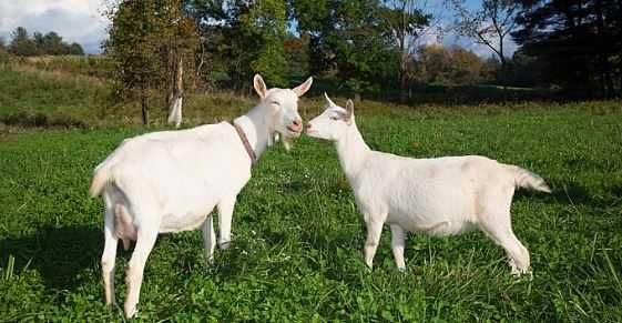 Capre rasa Saanen, gestante sănătoase, cu o genetică bună și foarte bine îngrijite.