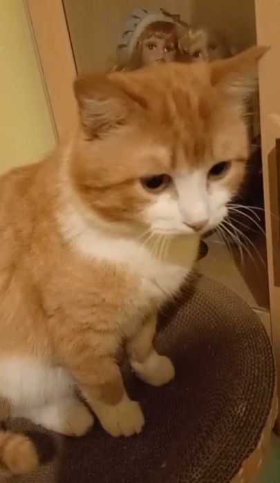 Добродушный котик ищет дом