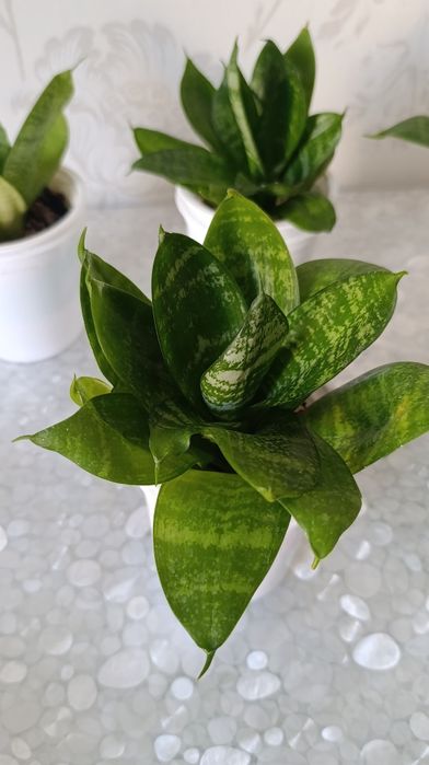 Комнатные растения. Сансевиерия