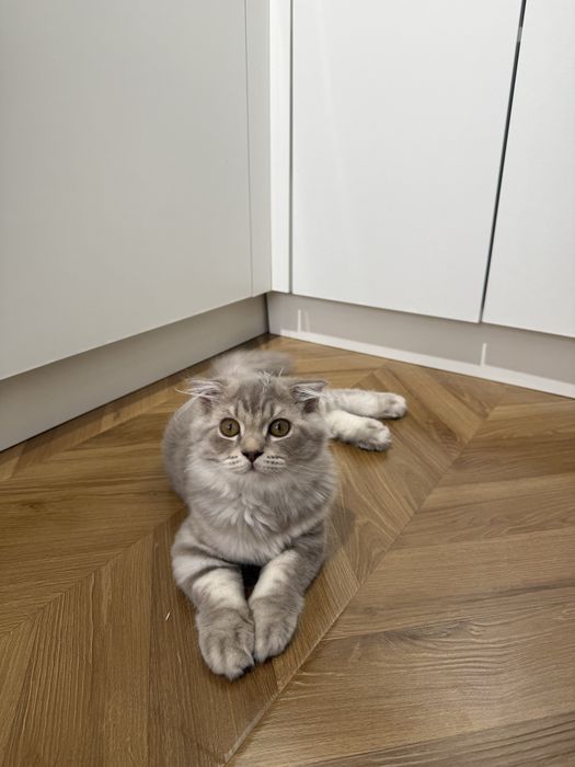 Котенок шотландец вислоухий