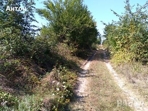 Продава се Парцел в с. Драгойново, Област Пловдив - 830 кв.м за 10 €/кв.м - Снимка #2