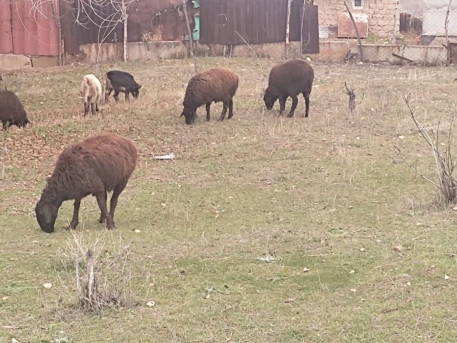 Продаю занейских коз и баранов.