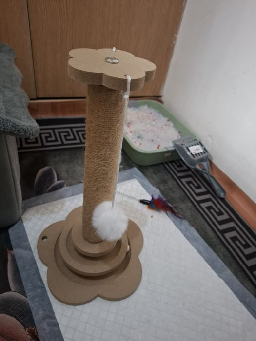 Котенок голубоглазый