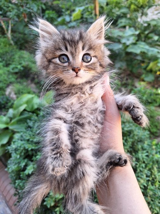 2yarm oylik 1 ta òģil 3 ta qizbola soģlom quvnoq muwucalaa