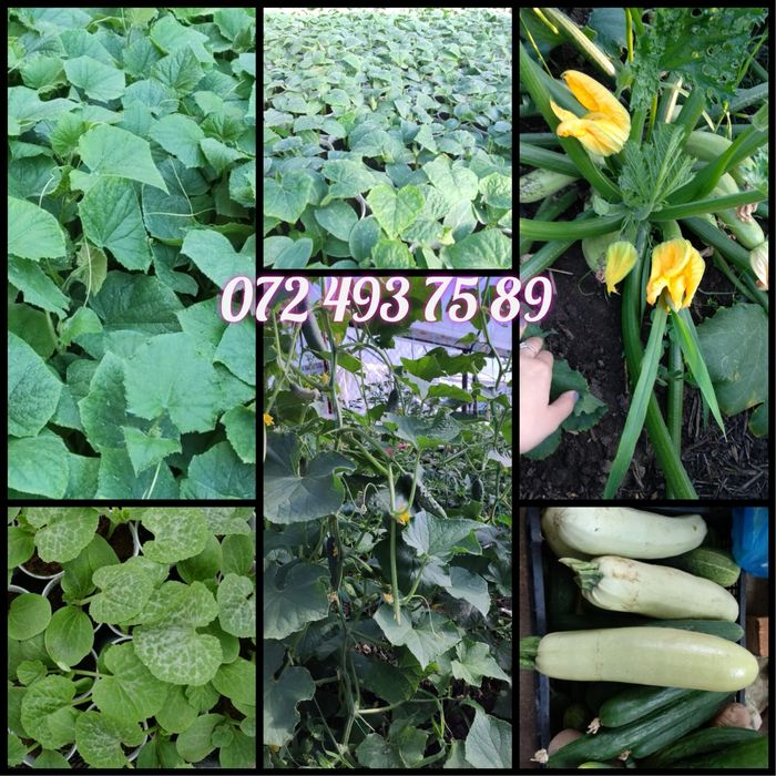 Rasaduri de legume la pret de producator! Rasad rosii, ardei, vinete