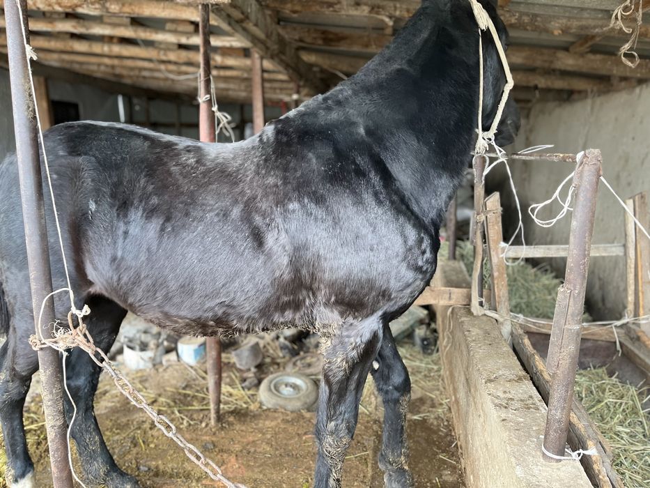 Полтарашка сатылады