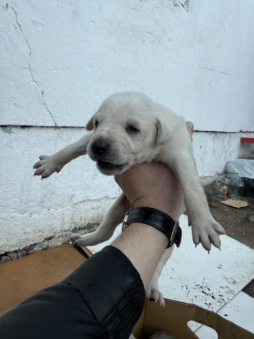 Щенки ищут дом , бесплатно