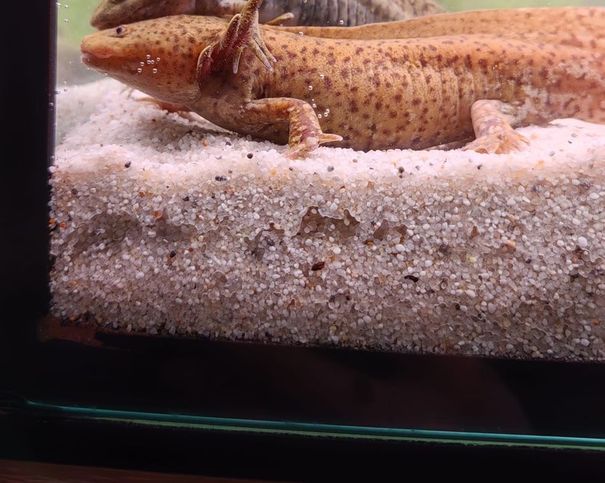 Axolotl cooper subadult