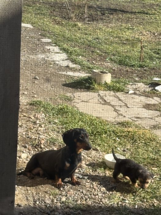 Такса 2 года девочка добрый