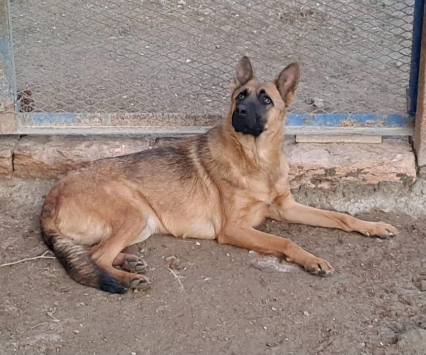 продам Немецких овчарок