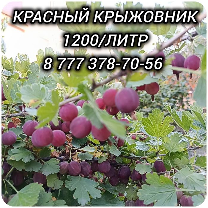 Продам красный крыжовник г. Тобыл