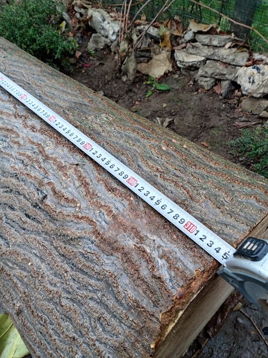 Trunchi Paulownia - 3,15 m lungime, 47 cm diametru, categoria A/B