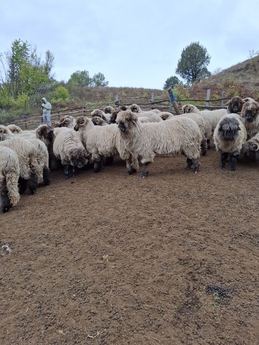 De vânzare detali la telefon