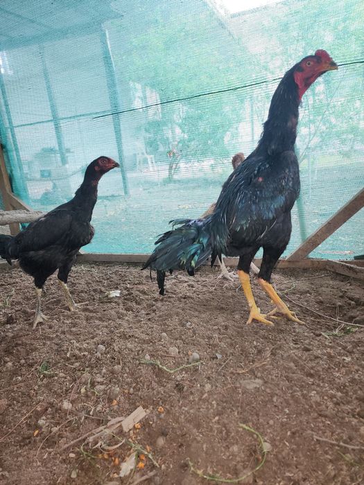 Dakan jojaxoroz va makyon sotiladi