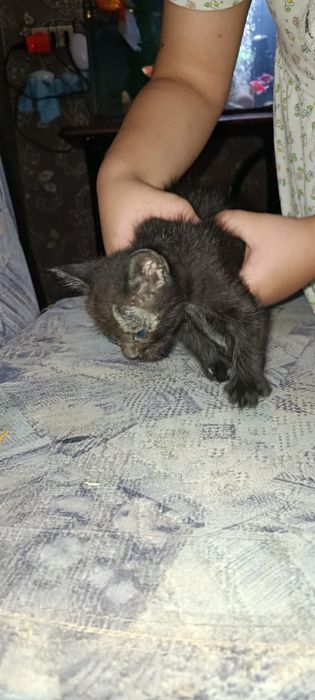 Кошки отдам хорошая
