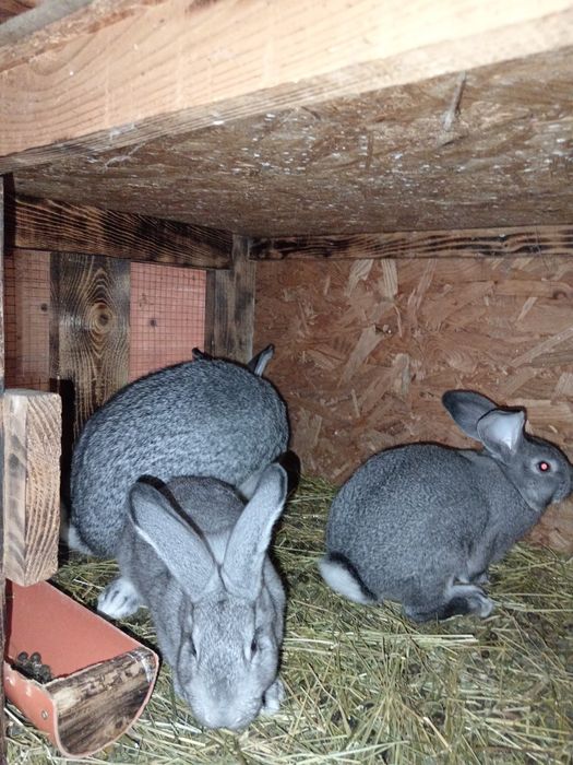 Iepuri chinchilla mare