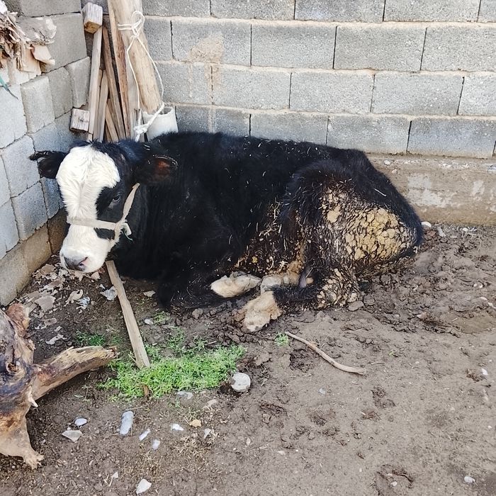 Бұқа жемделген жағдайы жаксы