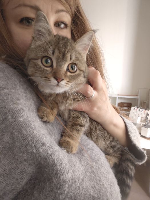 Котенок 4 месяца девочка. Шикарная шубка. Красотка