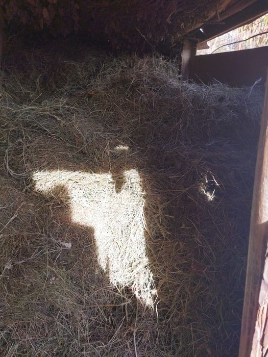 Сено, домашний покос