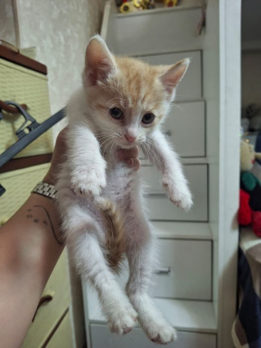 Отдам котят мальчиков в добрые руки