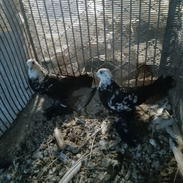 Продам домашних голубей.