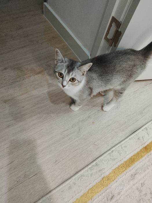 Отдам в хорошие руки