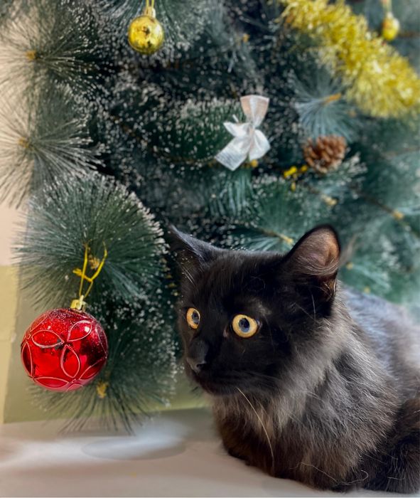 Мэйнкун котенок полгода