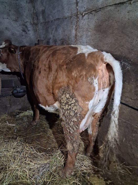 Vand vaci baltata romanesc