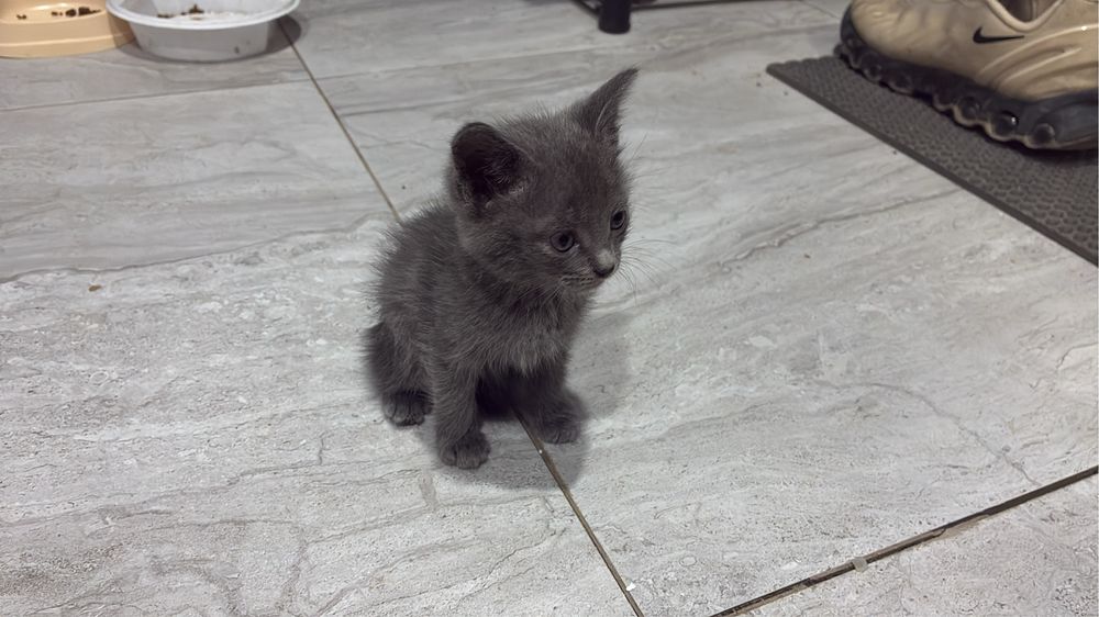 Котята -крысоловы
