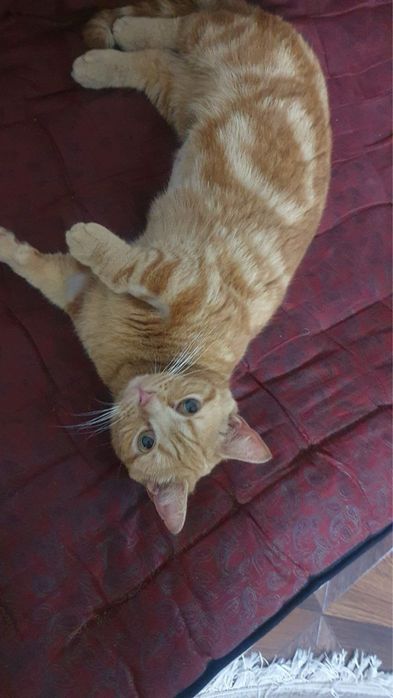 Продается кошка Манчкин