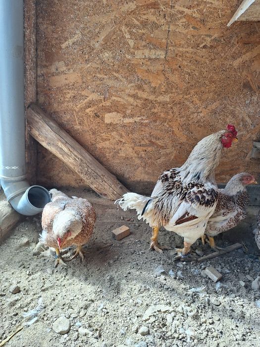 Combatant indian jubile