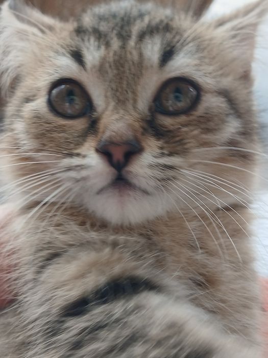 Котёнок  бесплатно
