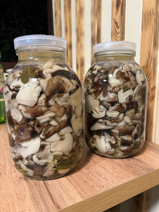 Грузди соленые, подтопольники