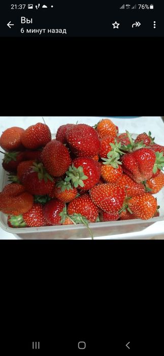 Продам рассаду клубники