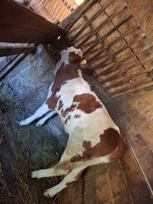 Vaca si vitea de vânzare!