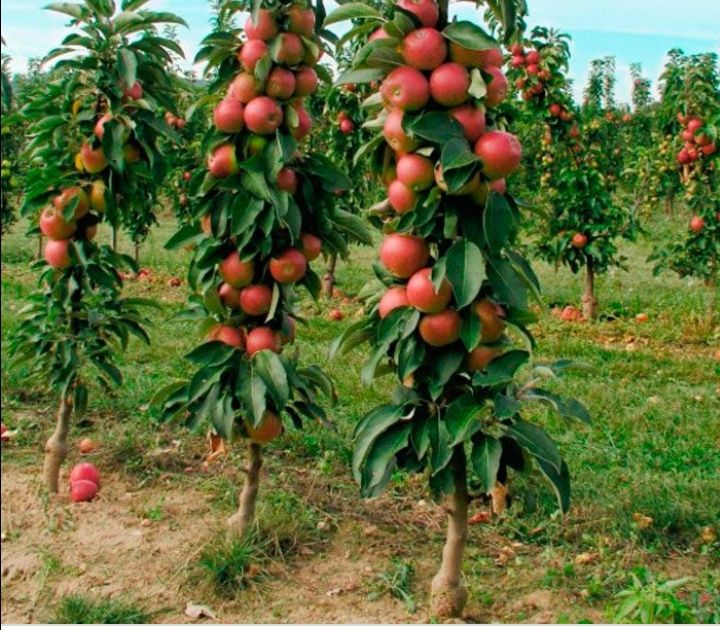 Обрезка яблони груши слива