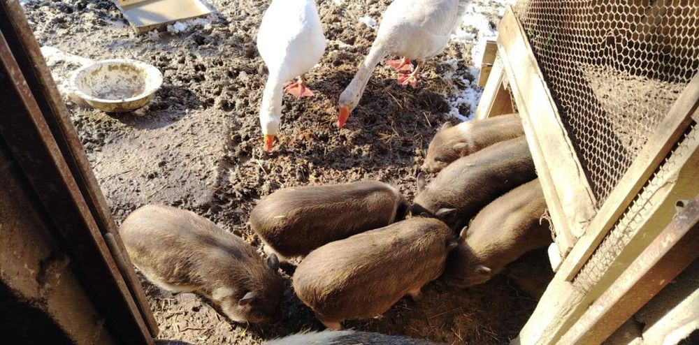 Виетнамски прасета