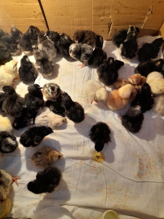 Цыплята домашние