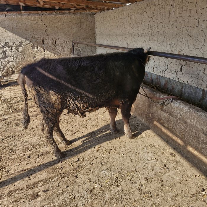 Продам быка 600 000тг