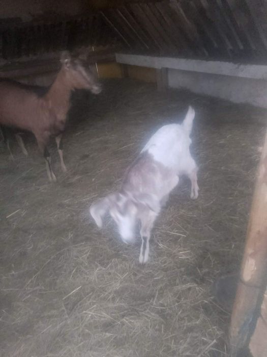 Vând capra prima fătare cu iada.