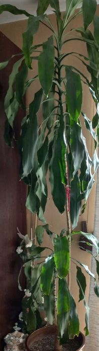 Палма Драцена. Височина 240см.