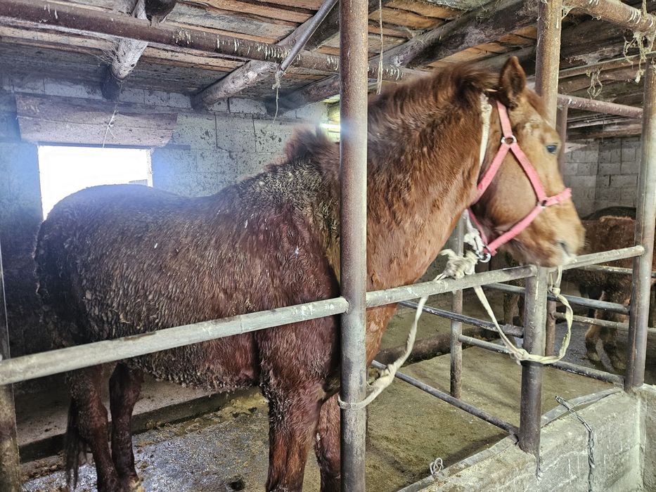 Донен сатамын . Продам жеребца