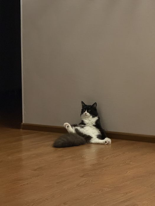 Ищем семью коту