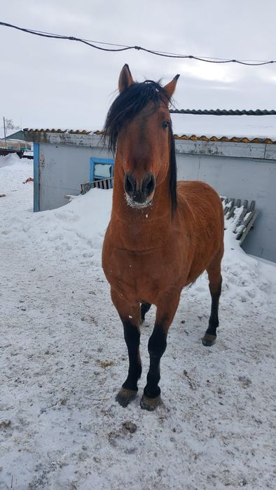 Жеребец башкир на племя