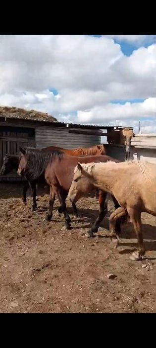 Үйір жылқы сатылады