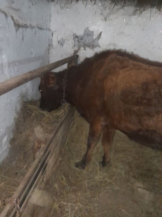 Продам Корову Молодая