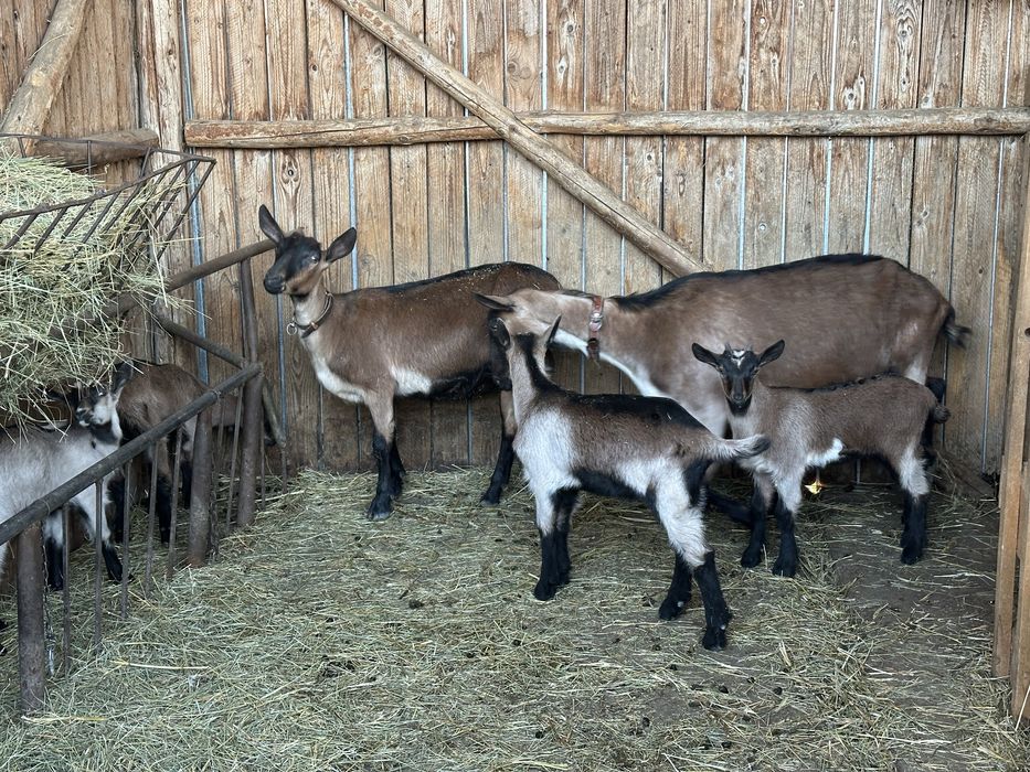 Capra Alpina Franceza