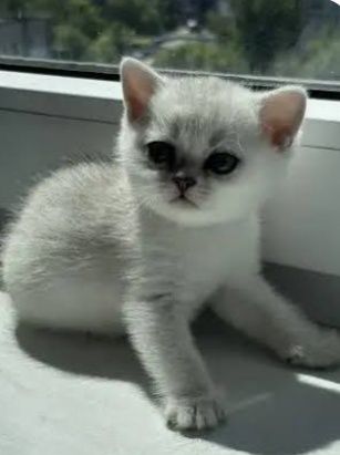 Котятки шотландские