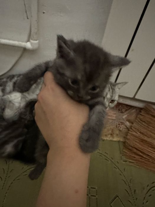 Шатланский котят